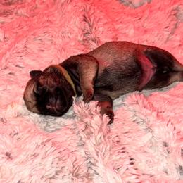 Ms Brown - Fawn female Pug puppy in Arlington, Washington from Sweet Potato Pugs
