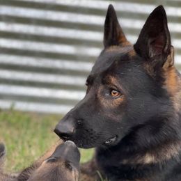 German Shepherds from MLH kennels