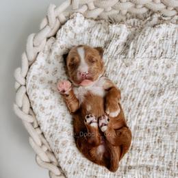 Jade - Red  female Goldendoodle puppy in Syracuse, Indiana from The Doodle Cove