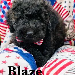 Goldendoodle Puppies from Magnolia Mini Goldendoodles