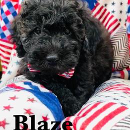 Goldendoodle Puppies from Magnolia Mini Goldendoodles