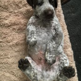 German Shorthaired Pointer Puppies from Wyndbourne German Shorthaired Pointers