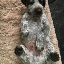 German Shorthaired Pointer Puppies from Wyndbourne German Shorthaired Pointers