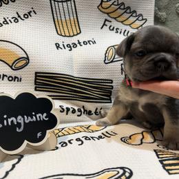 French Bulldog Puppies from Famiglia Frenchies