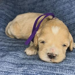 Maddie - Cream female Cockapoo puppy in Bedford, Iowa from Our Father’s Doodles