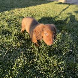 Dachshund Puppies from Ella's Mini Long Haired Dachshunds