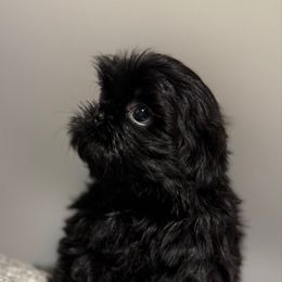 Bentley - Black male Shih Tzu puppy in Covington, Georgia from Top Hats 2  Shih Tzu’s