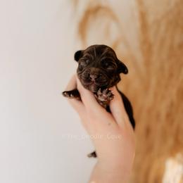 Lavender girl - Chocolate female Australian Labradoodle puppy in Syracuse, Indiana from The Doodle Cove