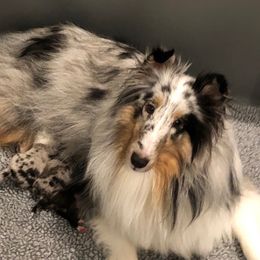 Breelyn - Shetland Sheepdog