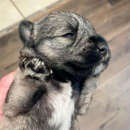 Peyton - Salt and pepper female Miniature Schnauzer puppy in Interlachen, Florida from Pam's Schnauzers