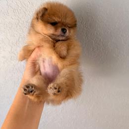 Pomeranian Puppies from Pinky’Z House Of Poms
