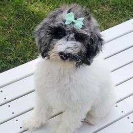 Pebbles - Merle female Sheepadoodle puppy in Heyburn, Idaho from Royal T Acres