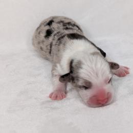 Charlie Brown - Blue merle and white male American Corgi puppy in Clarksville, Tennessee from Cold Creek Family Farm LLC