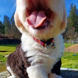 Old English Sheepdog Puppies from Sapphire Eyes Sheepdogs