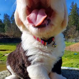 Old English Sheepdog Puppies from Sapphire Eyes Sheepdogs