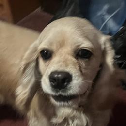 Gracie - Cocker Spaniel
