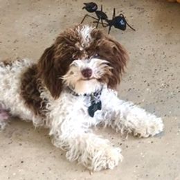 Poodles from Baby Bear Poodles