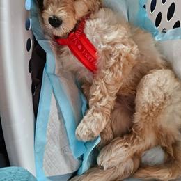 Koda - Apricot male Goldendoodle puppy in Lumberton, Texas from SETX Doodle Den LLC