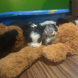 Luna - Black tri female Miniature Australian Shepherd puppy in Interlachen, Florida from Lucky Bones Miniature Australian Shepherds