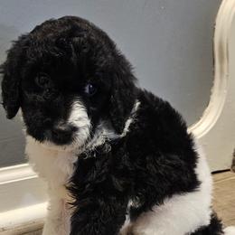 Frankie - Parti male Goldendoodle puppy in Kansas City, Missouri from Poppy's Doodles