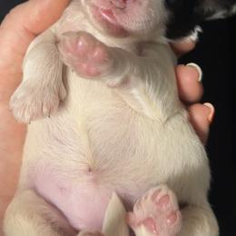 Lexi - Black and white female Bernedoodle puppy in Fishers, Indiana from Hannah's Bernedoodles