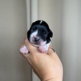 Talisa - Parti female Miniature Schnauzer puppy in Montebello, California from Rod Schnauzers