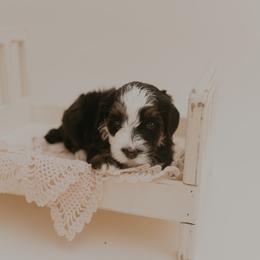 Piper - Tri-color female Bernedoodle puppy in Wamego, Kansas from Doodles of Oz