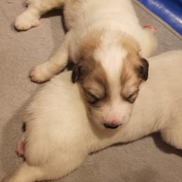 Royal Blue Collar Boy - White and badger male Great Pyrenees puppy in Bon Aqua, Tennessee from Joel's Farm LLC