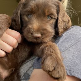 Labradoodles from CRP labradoodles