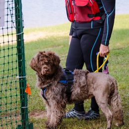 "Sierra Water Trial " Portuguese Water Dog All Grown Up from Belladonna Farm Portuguese Water Dogs