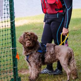 "Sierra Water Trial " Portuguese Water Dog All Grown Up from Belladonna Farm Portuguese Water Dogs