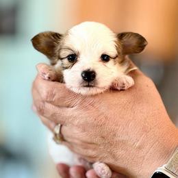 Cowboy - Red white and sable male Papillon puppy in Surprise, Arizona from Papillons in Arizona