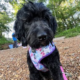 Willow - Bernedoodle