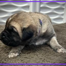Purple - Fawn female Anatolian Shepherd Dog puppy in Clark, Wyoming from Fyne Acres