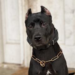 Sporty Mixes from trueWE$T Working Dogs
