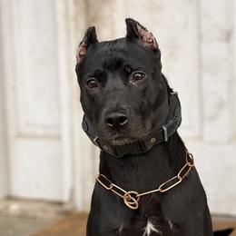 Sporty Mixes from trueWE$T Working Dogs