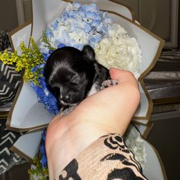 Chihuahua Puppies from Sinai’s Long Hair Apple Head Chihuahuas