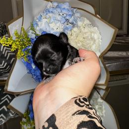 Chihuahua Puppies from Sinai’s Long Hair Apple Head Chihuahuas