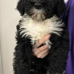 Portuguese Water Dog Puppies from Driftwood Portuguese water dogs