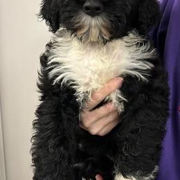 Portuguese Water Dog Puppies from Driftwood Portuguese water dogs