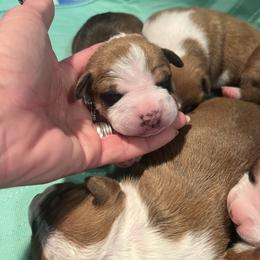 Sorcha - Red female American Staffordshire Terrier puppy in Marietta, Georgia from Ambition Amstaffs
