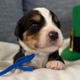 Mr Blue - Tri-color male Bernedoodle puppy in Toledo, Ohio from Avery Doodle Day LLC