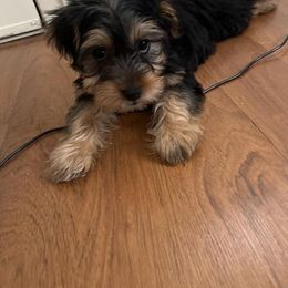 Assorted Doodle Crosses, Double Doodle, Maltipoo, Morkie, and Yorkipoo Puppies from Danza Bolo