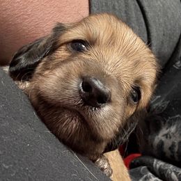 Orange collar - Cream female Dachshund puppy in Shawnee, Oklahoma from Magic Eagle Miniature Dachshunds