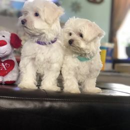 Maltese Puppies from Princess’s Maltese Palace
