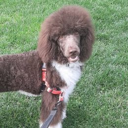 Bernedoodles, Goldendoodles, and Poodles from Golden State Good Dogs