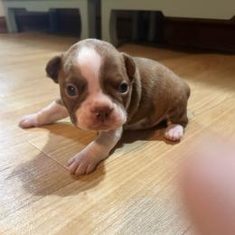 Boy 1 - Red male Boston Terrier puppy in Brookville, Ohio from Best Friend Bostons
