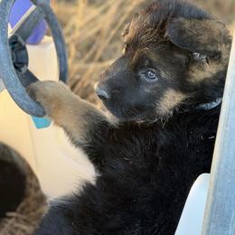 Puppy male 2 - Black and red male German Shepherd puppy in La Salle, Colorado from Pure Heart German shepherds