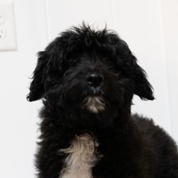 Milo - Aussiedoodle puppy from All Things Doodles
