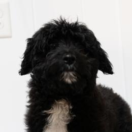 Milo - Aussiedoodle puppy from All Things Doodles